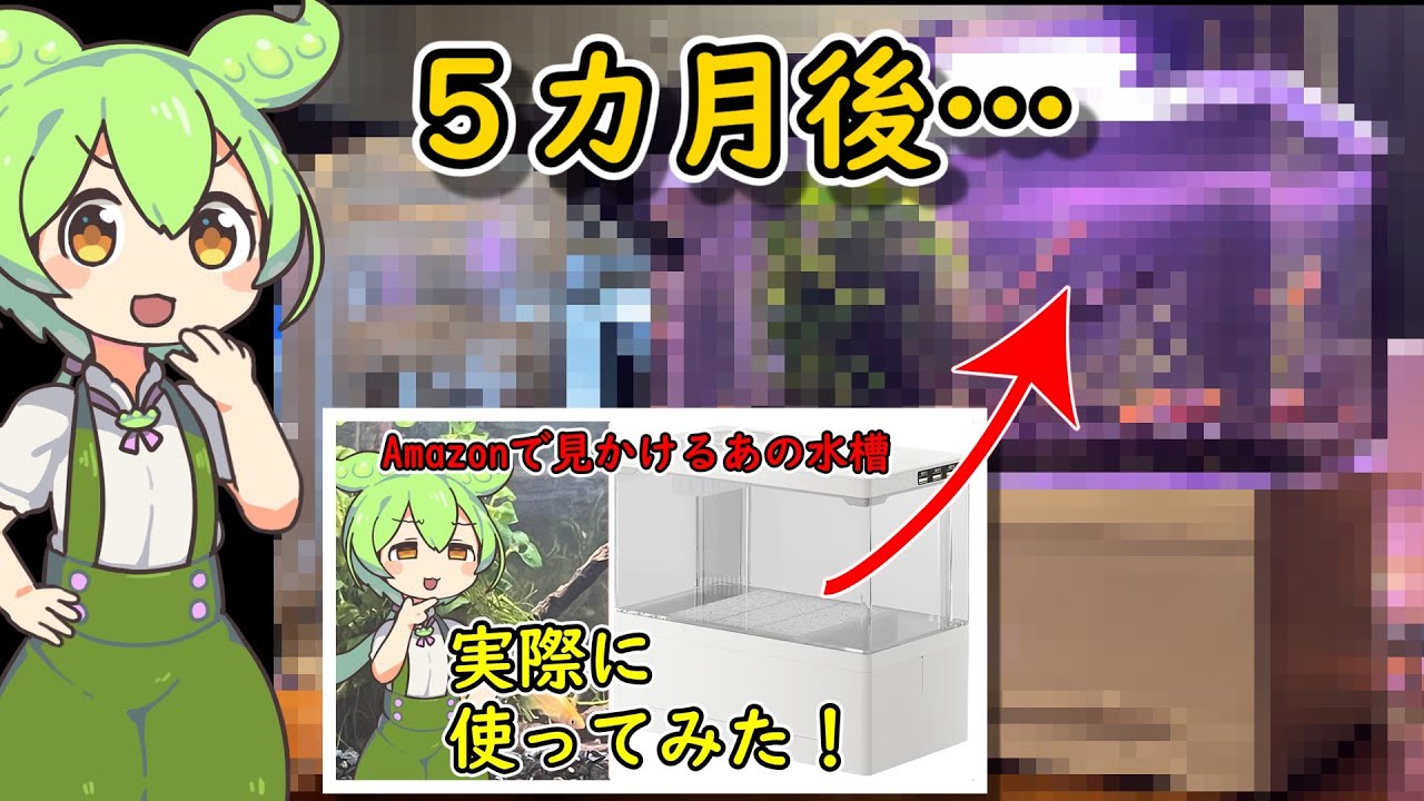 あの超小型水槽どうなったのだ？？
