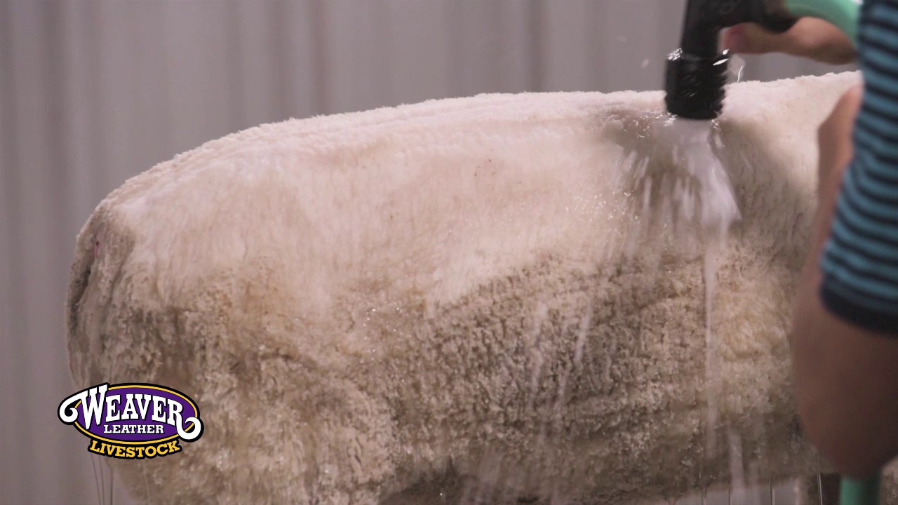 How to Wash Lambs