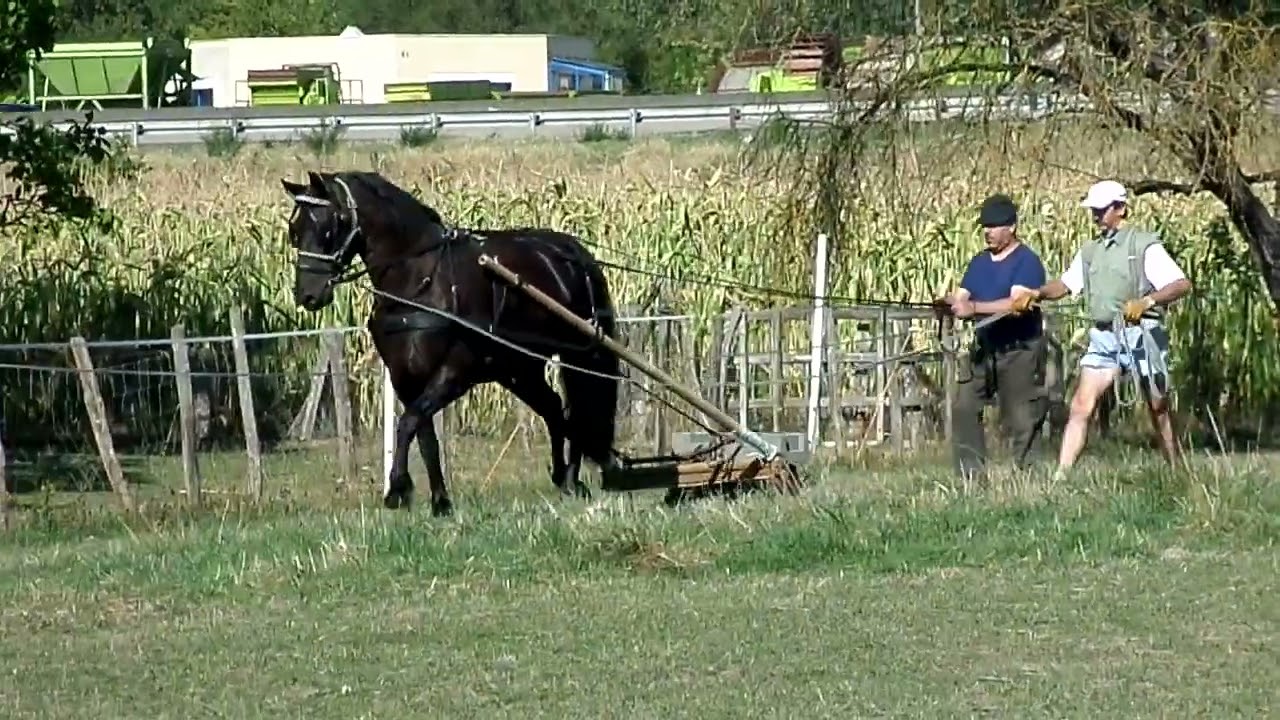 Mettre son cheval à l'attelage