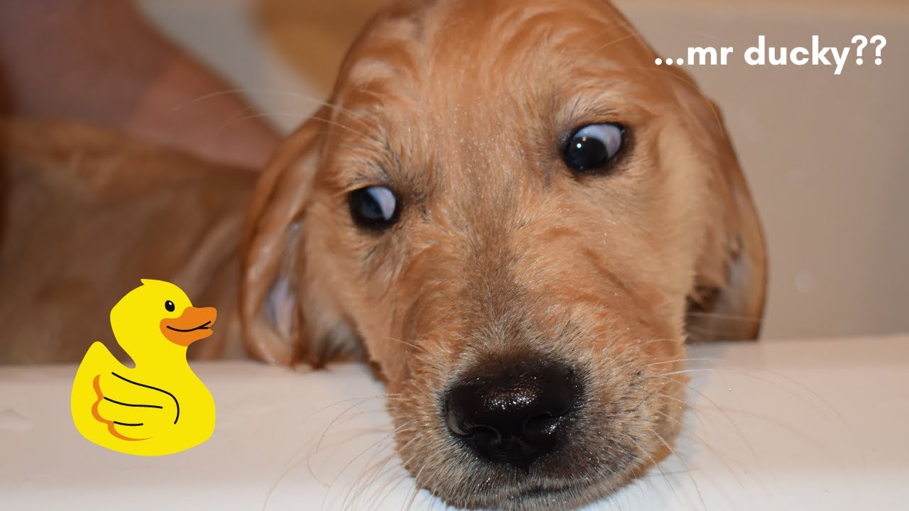 puppy LOVES his bath time routine! | Wrangler takes a bath