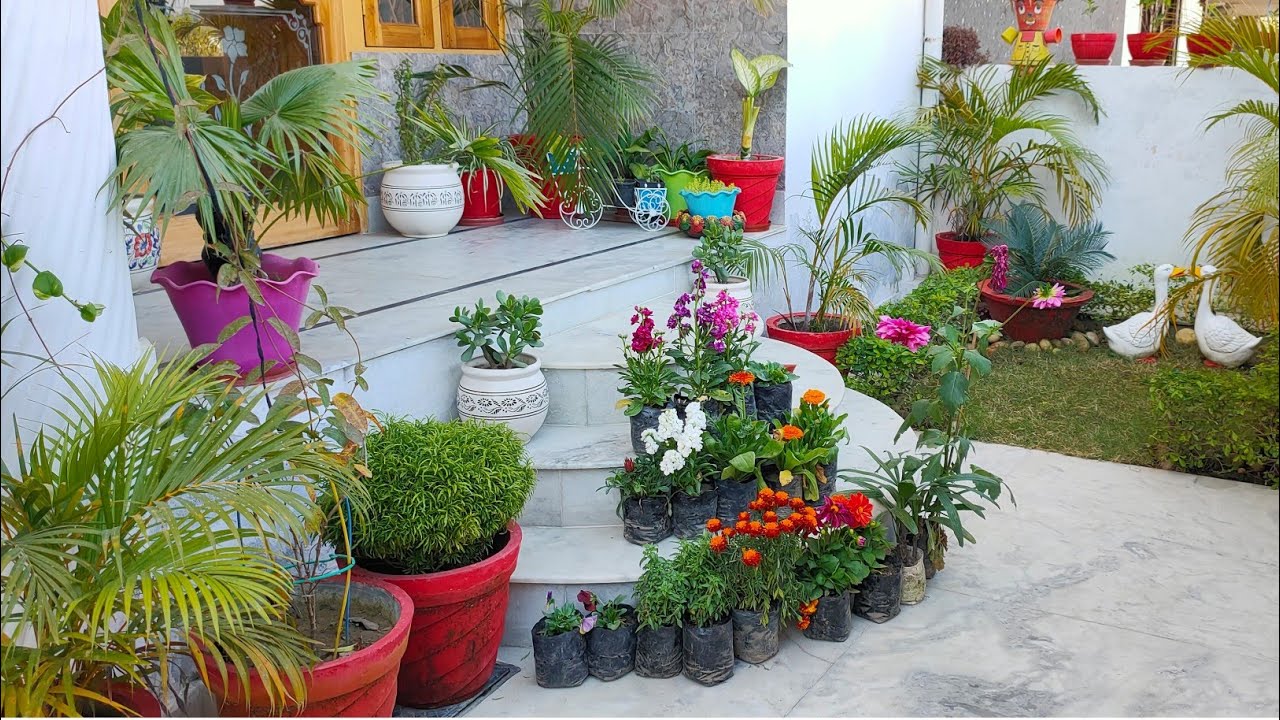 My mini winter garden overview with update// garden overview/ new plant shopping //houseplant haul