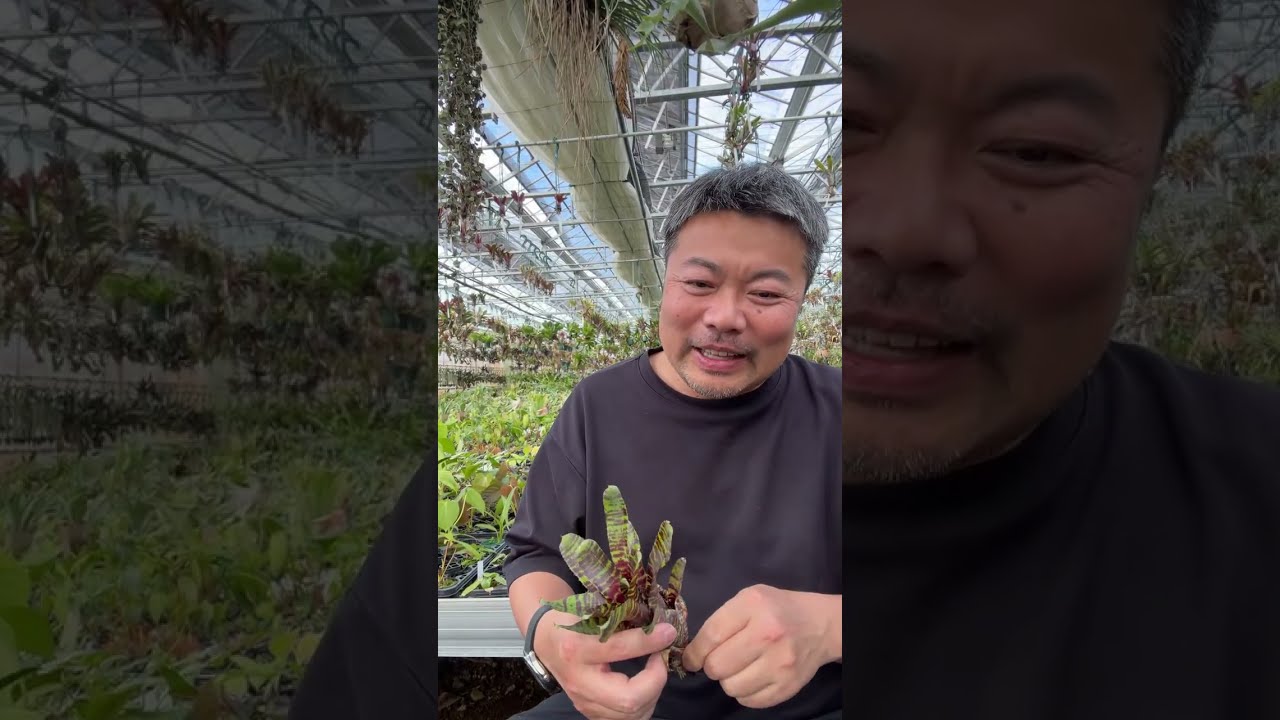 15時過ぎに村長の直売所　植物紹介live
