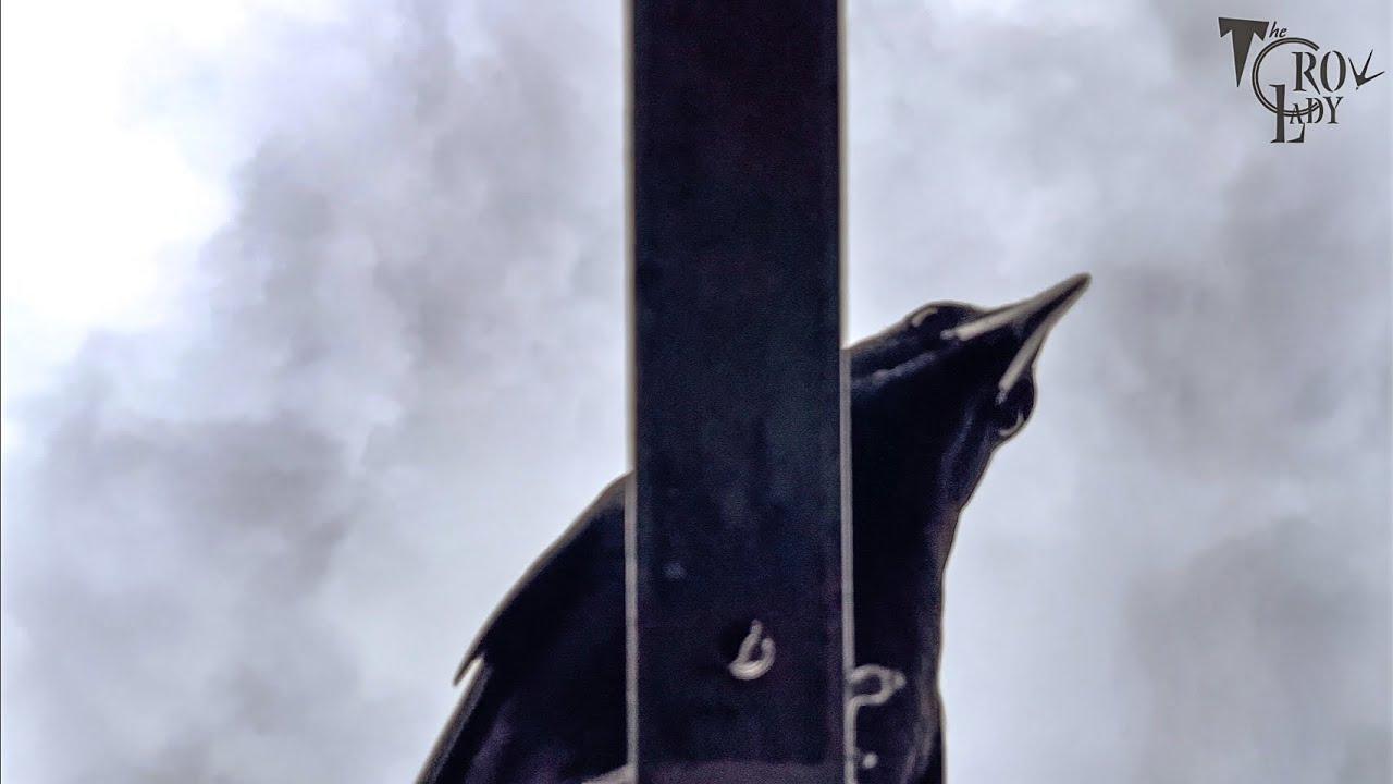 Crow Cam: Caught in the Undercrow