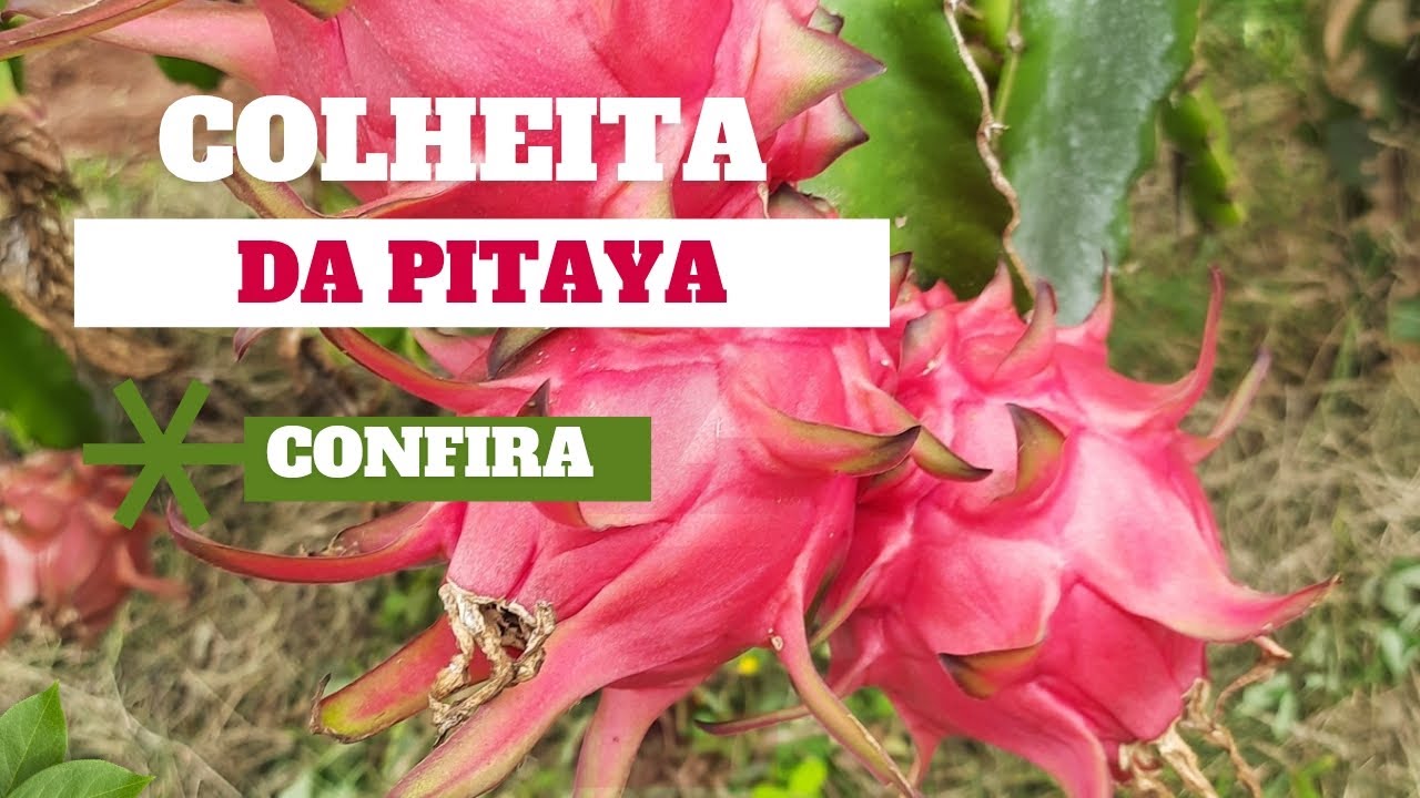 Colhendo pitayas madurinhas e saborosas!