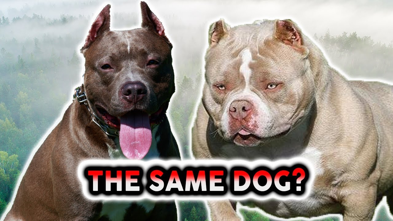 AMERICAN PITBULL OR AMERICAN BULLY! Whats The Difference!?