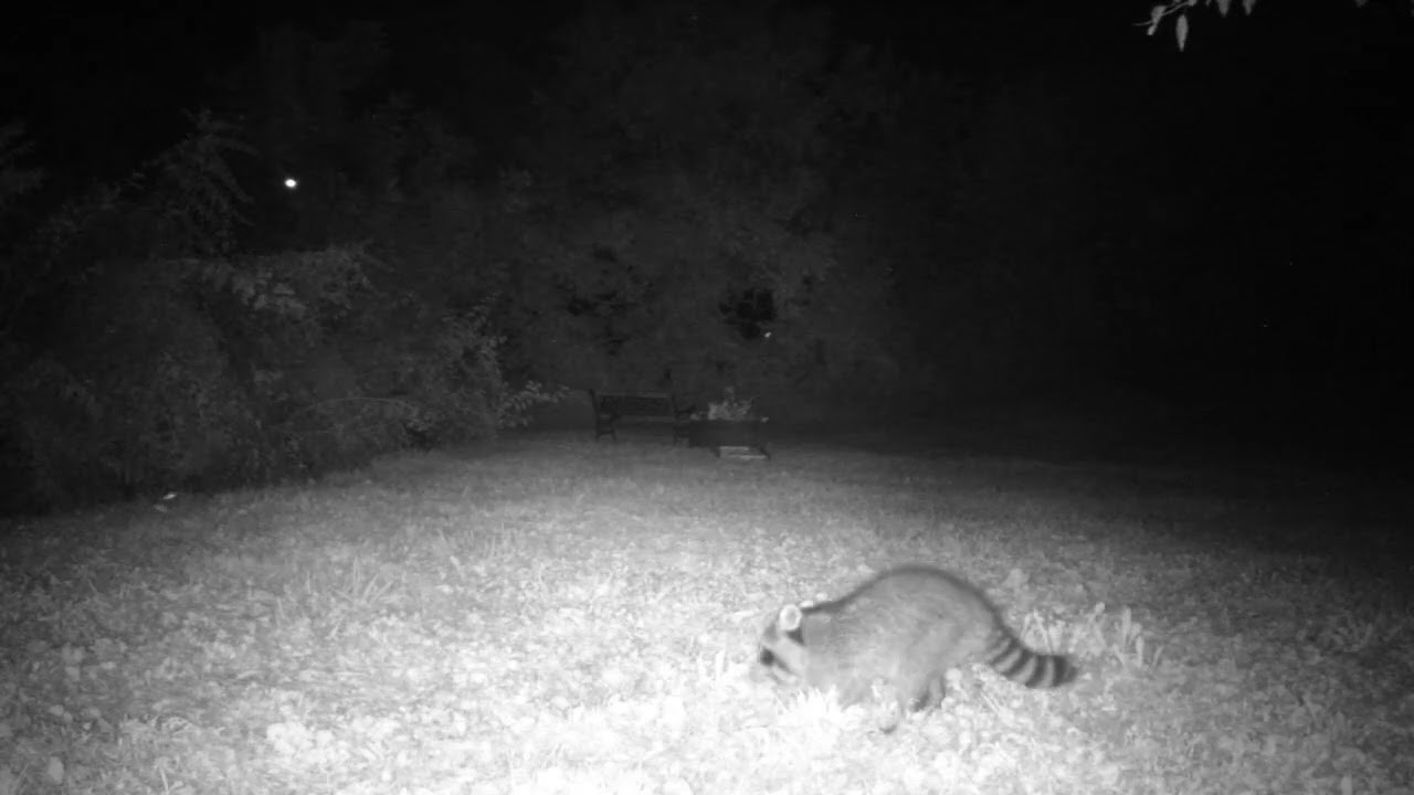 Game Cam Raccoon Compilation