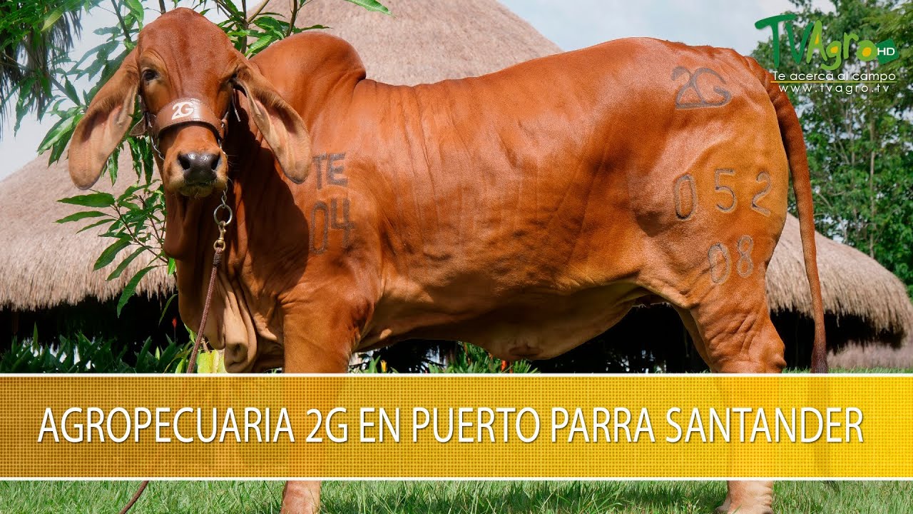 Agropecuaria 2G en Puerto Parra Santander- TvAgro por Juan Gonzalo Angel Restrepo