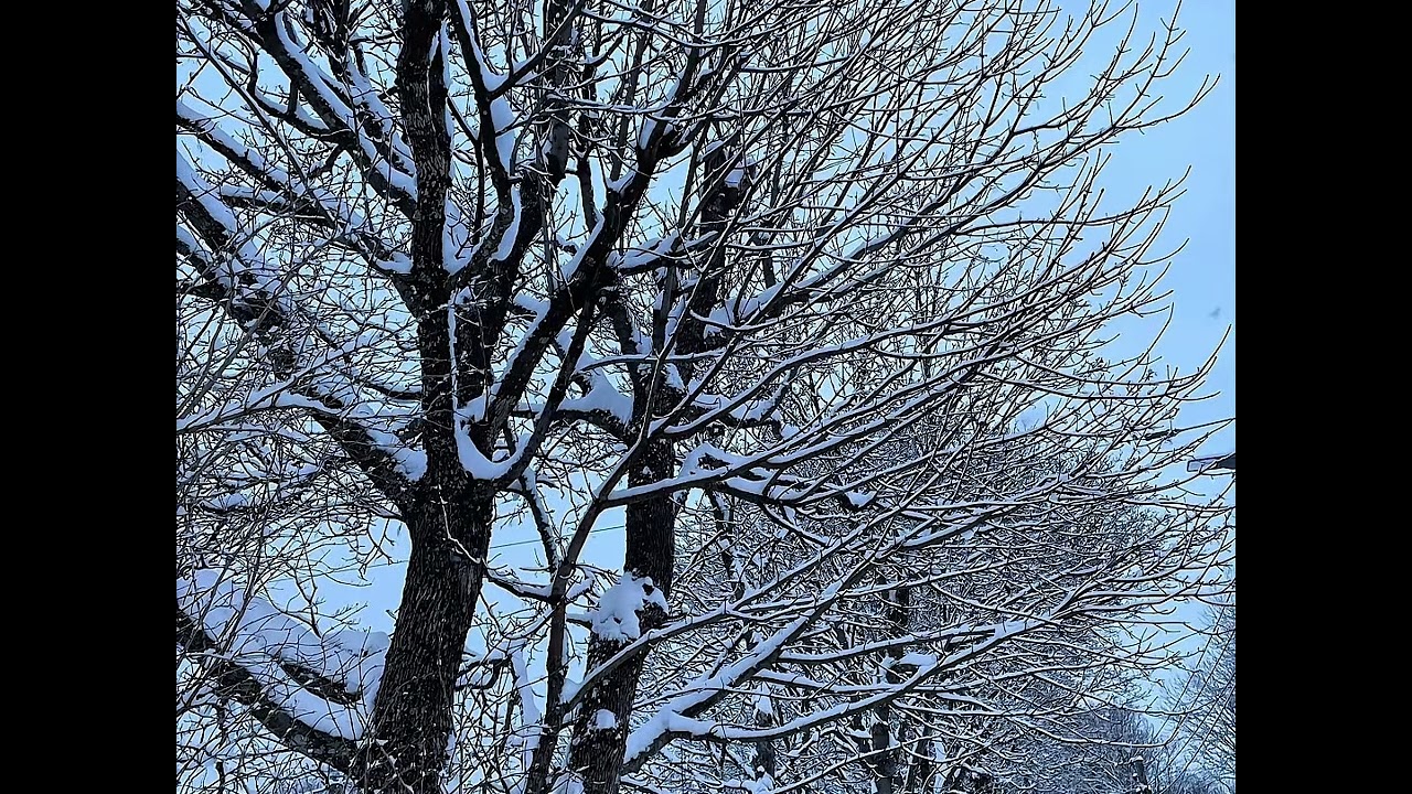 Peaceful Nordic Forest❄️Calming Music to Relax Your Mind