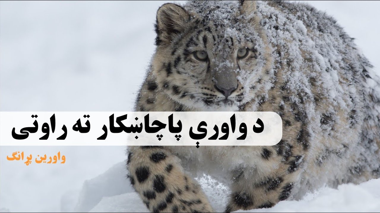 د واورې پاچا ښکار ته راوتی واورین پړانګ 