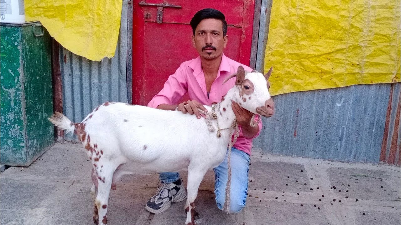 Extreme quality Barbari at R.S Barbari Goat Farm Aurangabad