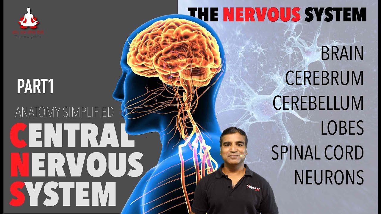 The Nervous System - Part 1 | Yoga Anatomy | The Central Nervous System | CNS & PNS | The Brain