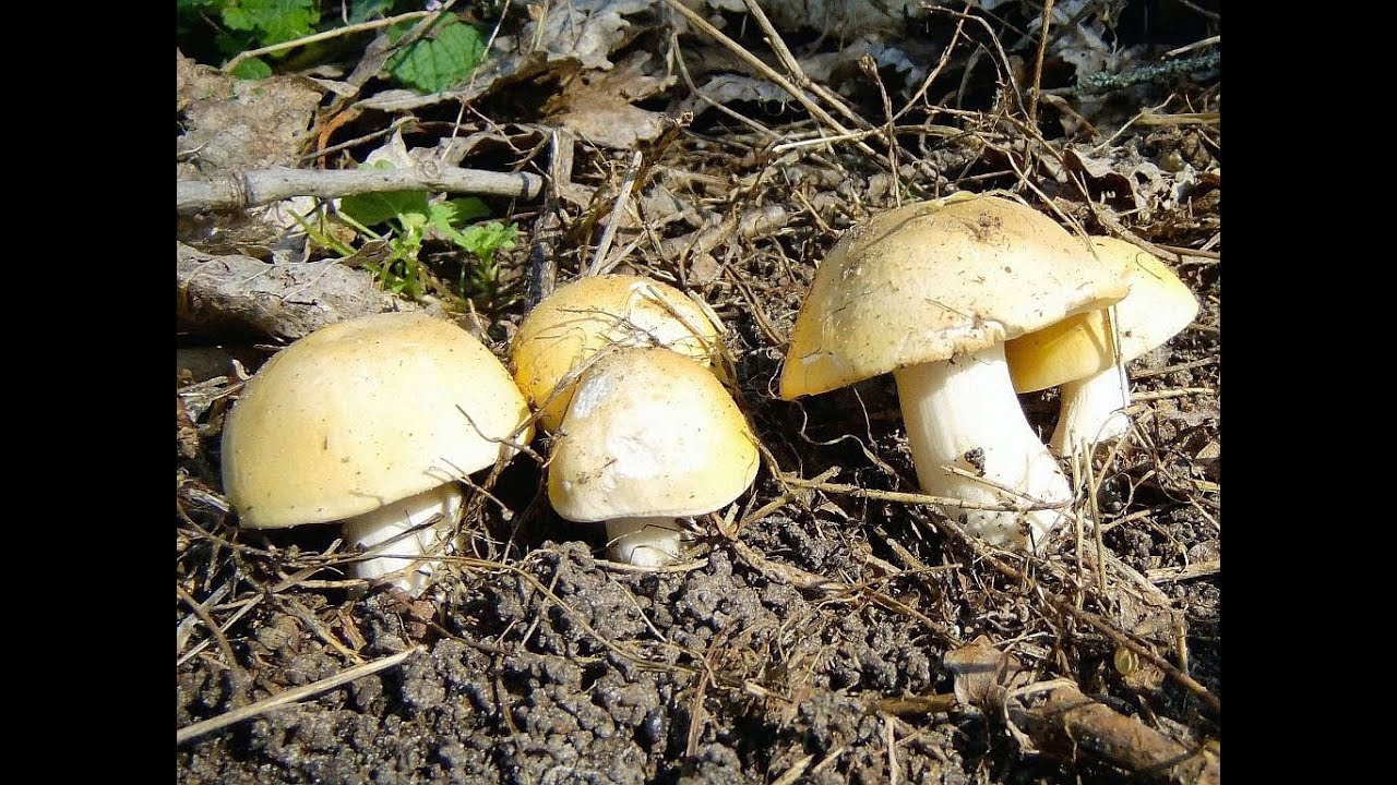 Весенние грибы