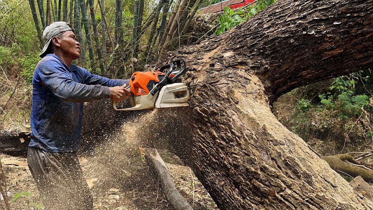 Monster chainsaw ‼️ Cut down 2 trembesi trees fast & easy.