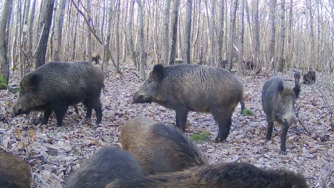 les biches, les cerfs fuient à l'arrivée de la compagnie de sangliers 😮#animauxsauvages #sanglier