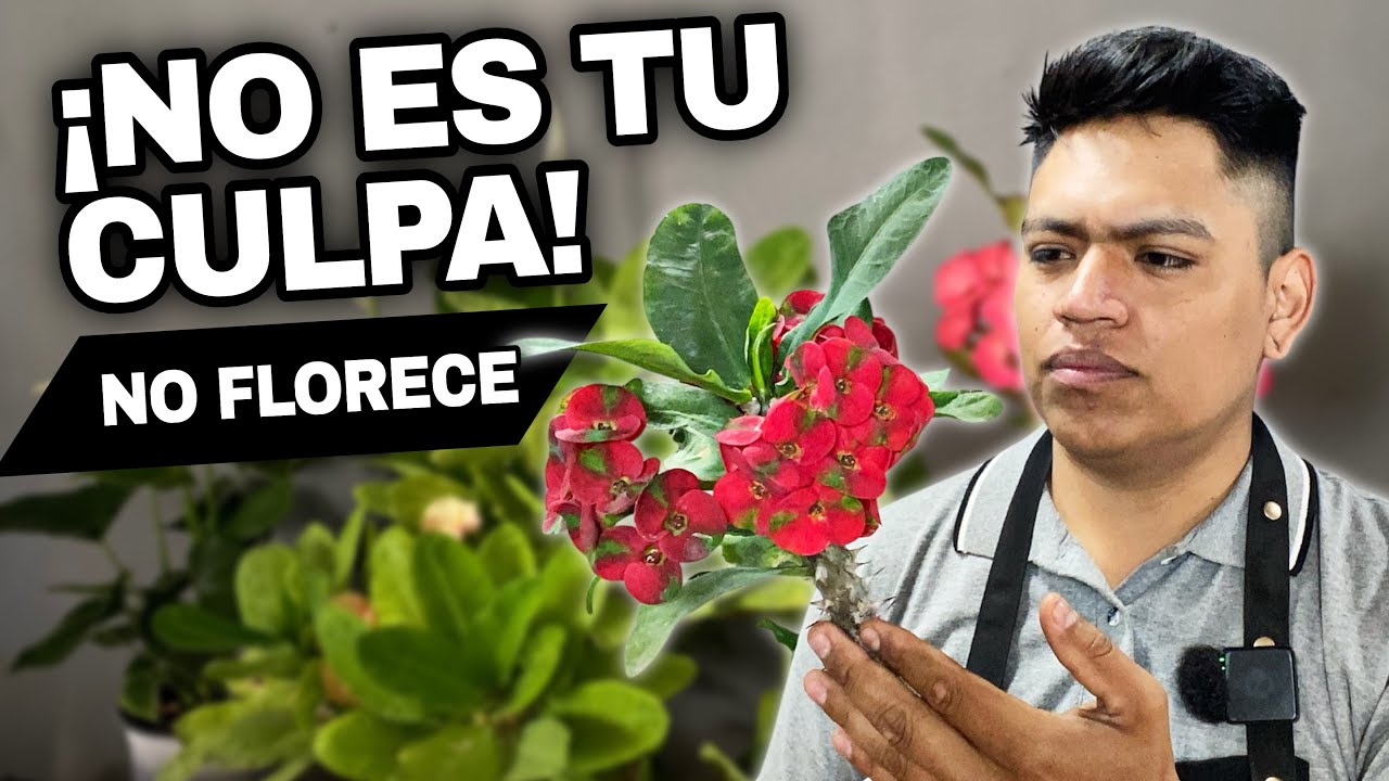 Así engañan a tu Corona de Cristo en el vivero y como hacerla florecer en casa