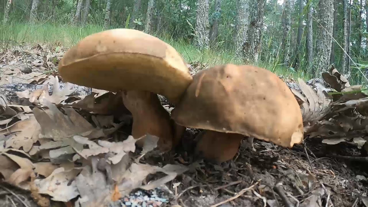 Boletus Aereus y Aestivalis 2025 Rebozuelos