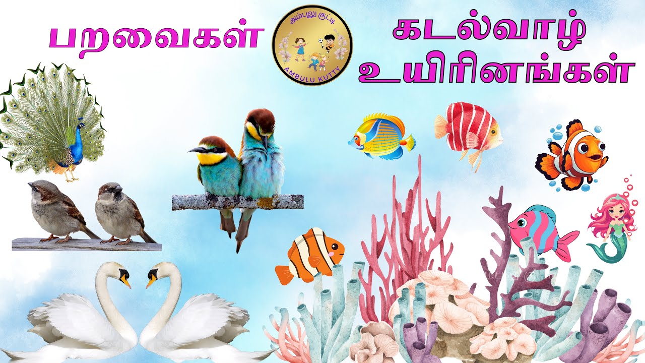 கடல் வாழ் உயிரினங்கள் | பறவைகள் பெயர்கள் | Birds & Sea animal names | #tamilrhymes | @AmbuluKutty