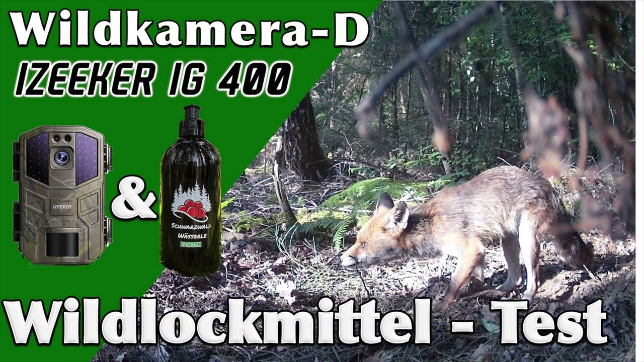 IZEEKER iG400  und Schwarzwaldwässerle Lockmittel Pansen Fuchs