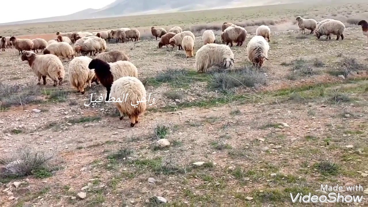 عبد الرزاق الجبوري ولفك عبر صوب