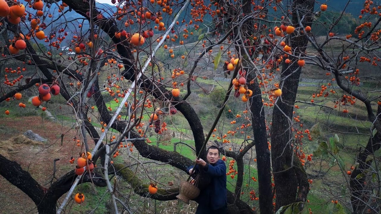 How the Chinese make traditional persimmon cakes 中国百年的大柿子树你见过吗？摘来做柿饼，居然好吃到爆！