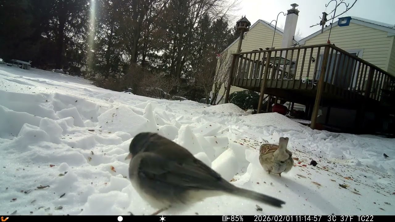 My NEW Trail Cam! 🎥 Deck Feeders, Stray Cats, and the Skunk Mission! 20260202 J