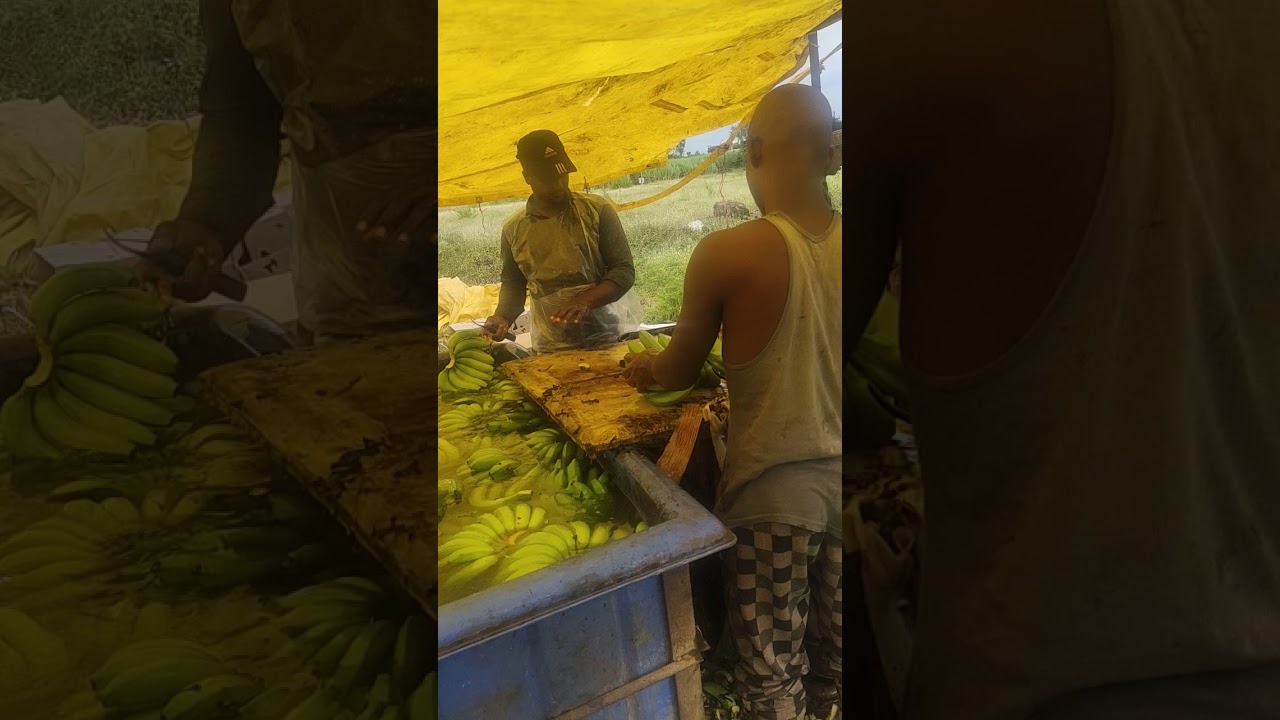 export quality banana