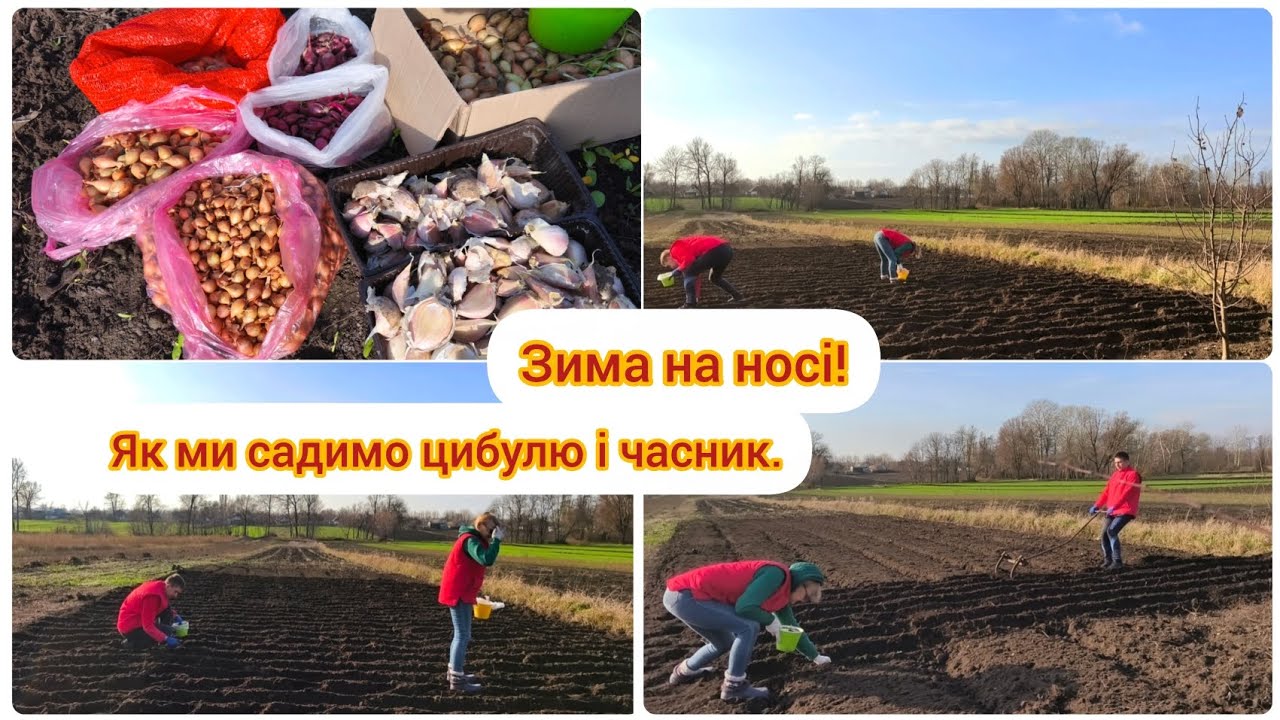 Садимо цибулю кілограмами, збираємо врожай мішками//  Наш досвід @Moie_selo_na_Poltavshchyni 
