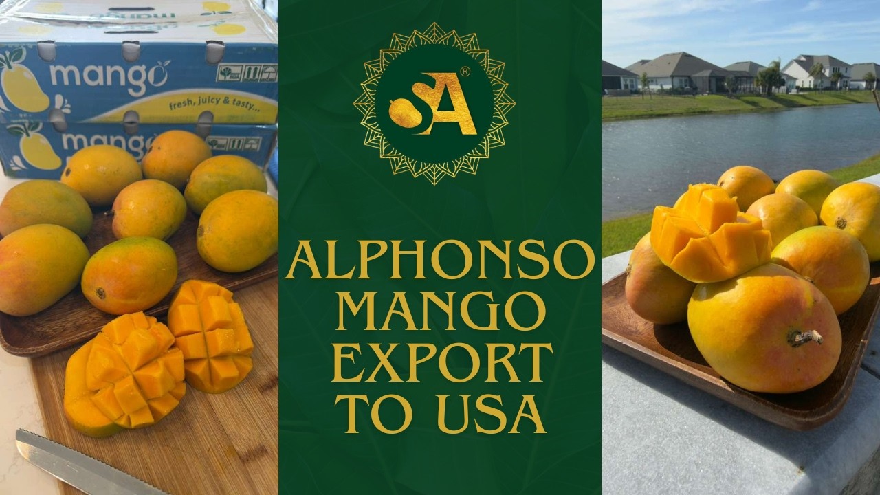 Alphonso Mango Export Consignment to USA - Shreevali Agro