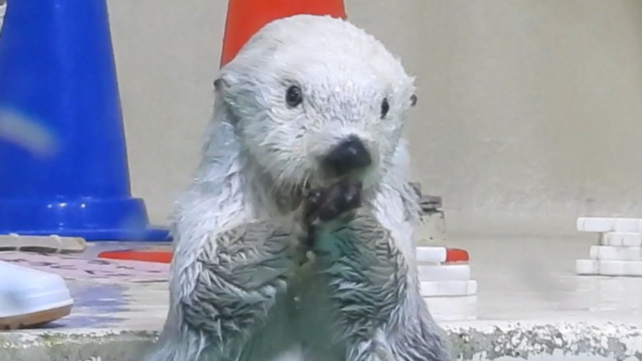 【ラッコ】メイちゃん楽勝でイカ耳キャッチ&ポーズ 潜らなくても取れるからラクね～