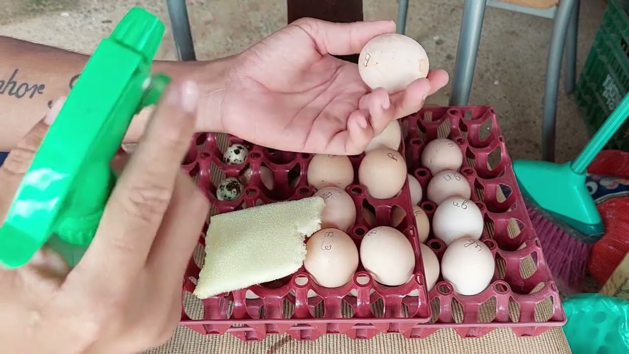 Como selecionar ovos férteis para ter alta eclosão na chocadeira