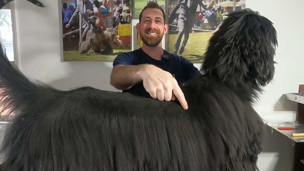 Stripping an Afghan Hound Saddle