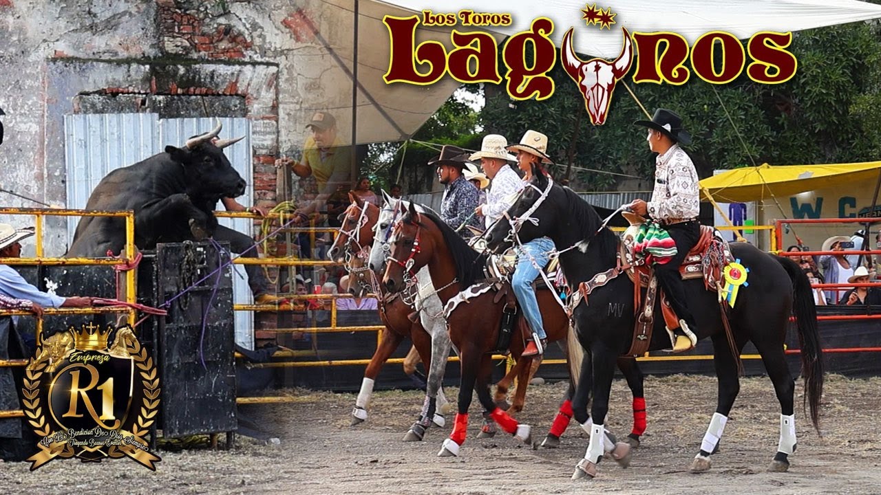 San Nicolas Tolentino 2024 JARIPEO A CAPA Y LAZO - Los Toros Lagunos VS La Peso Pesado de Mich. R1