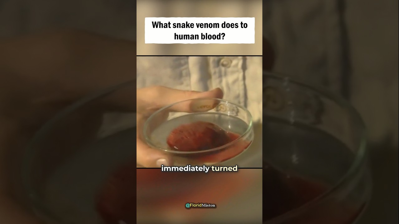 What Snake Venom Does To Your Blood? 🤔