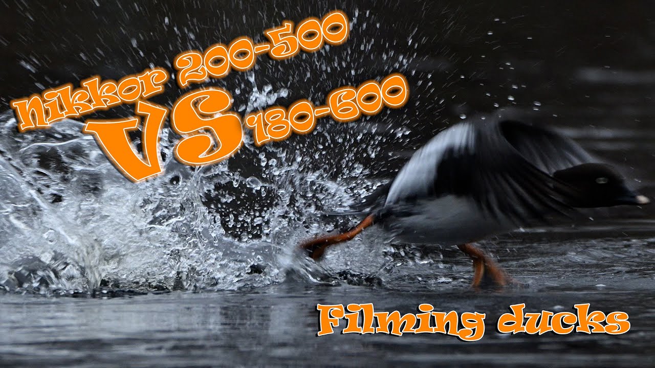 Comparing the Nikon 180-600 vs 200-500 filming ducks