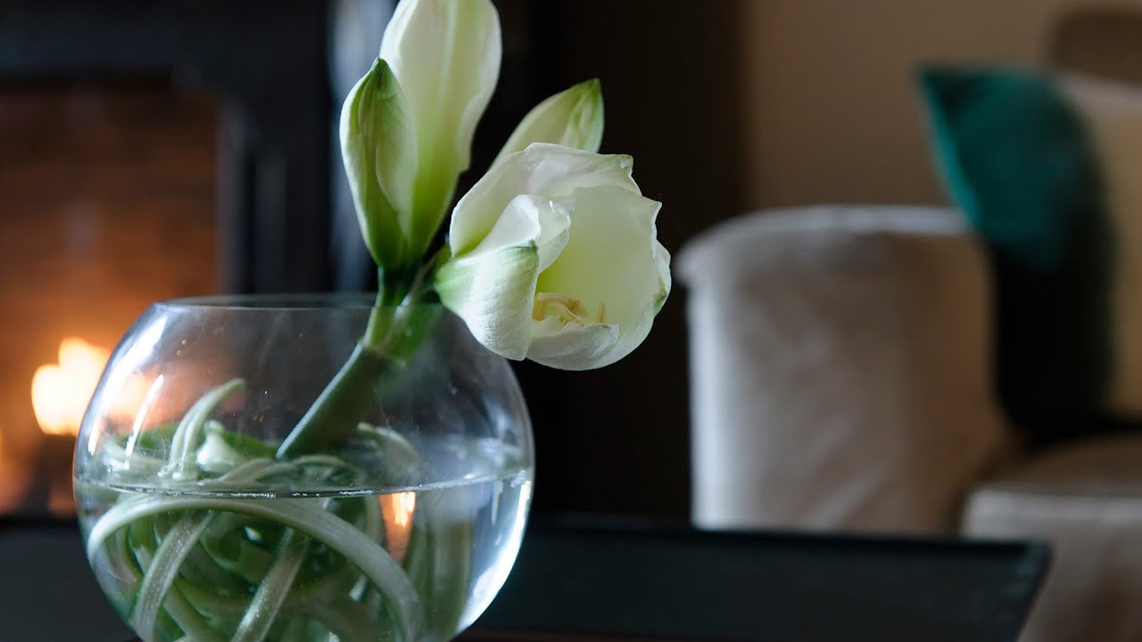 Tip - Genieten van de amaryllis