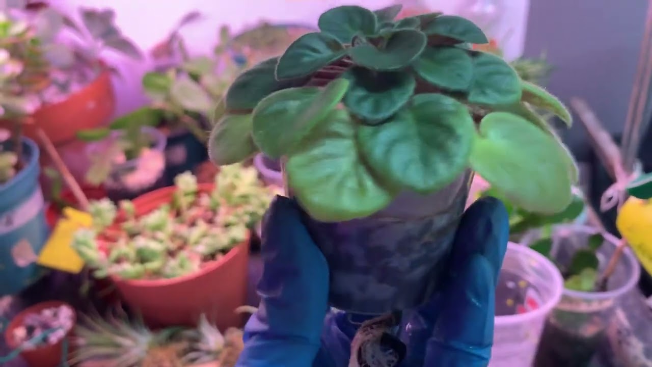 ESPAÑOL/ ENGLISH  CONSEJO PARA TENER HERMOSAS VIOLETAS…..TIP FOR BEAUTIFUL AFRICAN VIOLETS