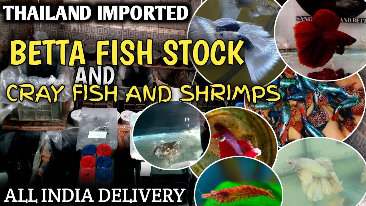 Guppy for sale❤️&zwj;🔥 Free guppy offer🤩 #guppy #trending #guppyfish #bettafish #viral #aquarium