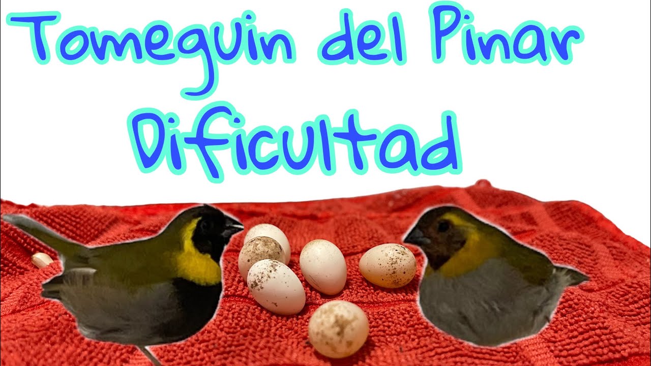Tomeguines del Pinar   Dificultad