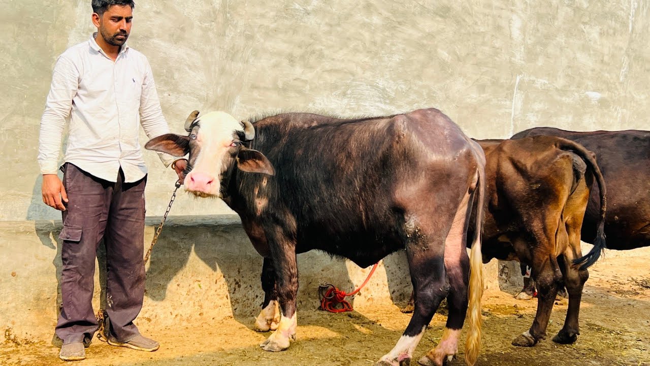 ਹੀਰੇ ਮੂਸੇ ਕੋਲ 3 ਵਹਿੜਾ ਵਿਕਾਊ ਇਕ ਗੱਬਣ ਤਿਆਰ 2 ਸੂਈਆਂ/ 30 ਹਜਾਰ ਤੋਂ ਮੁੱਲ ਸ਼ੁਰੂ/ ਤਰਨਤਾਰਨ 