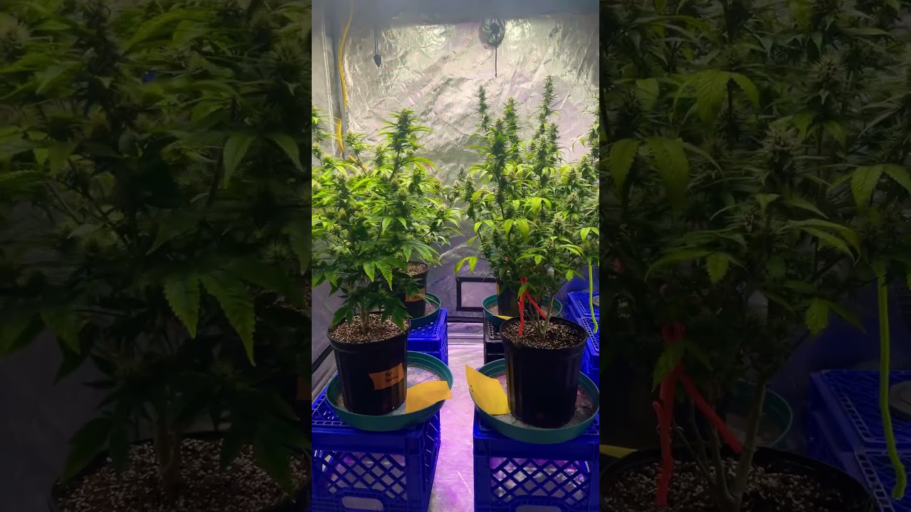 #cannabiseducation #medicinal #fatbasturd #sonoma #indoorgrowing #weedchannel #opticledgrowlights