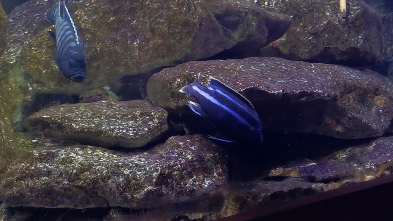 Melanochromis loriae