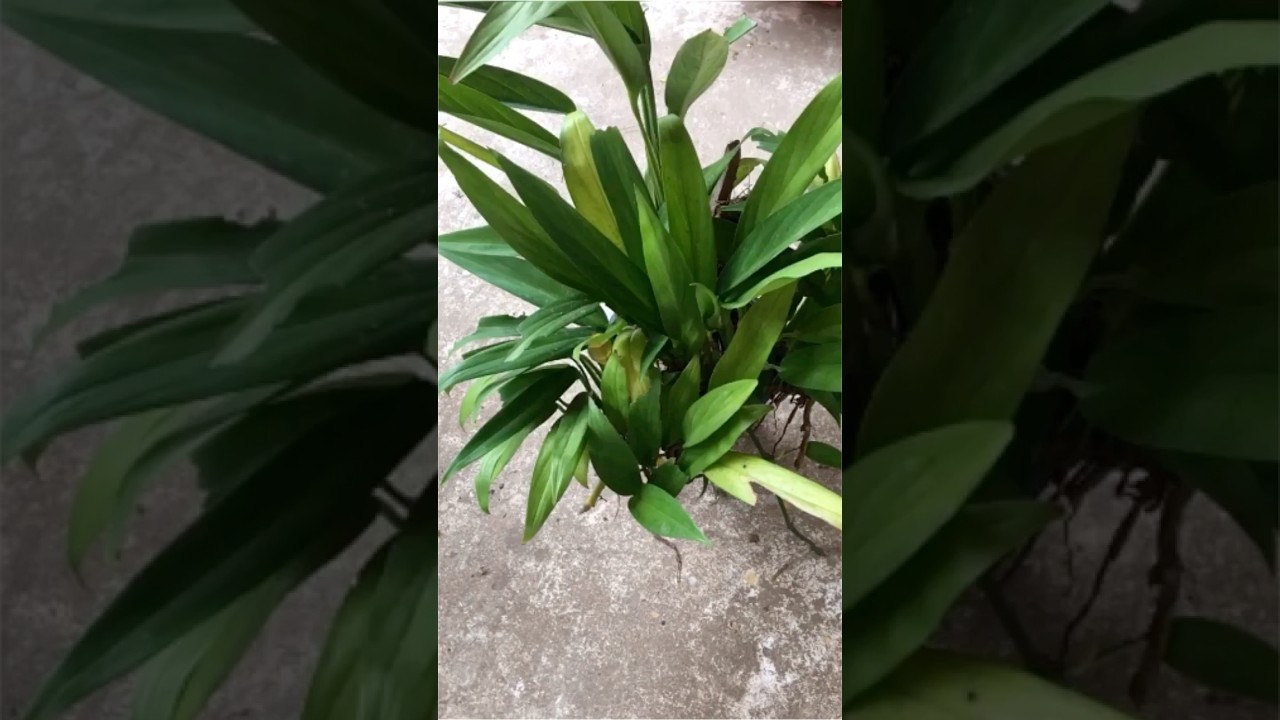 Repotting Epipremnum Amplissimum | PlantishQ | Tamil | #shorts #plants