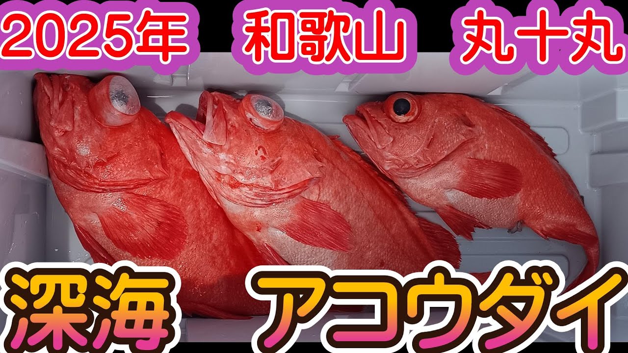 【深海釣り　アコウダイ】2025年6月　和歌山　丸十丸　釣果あり