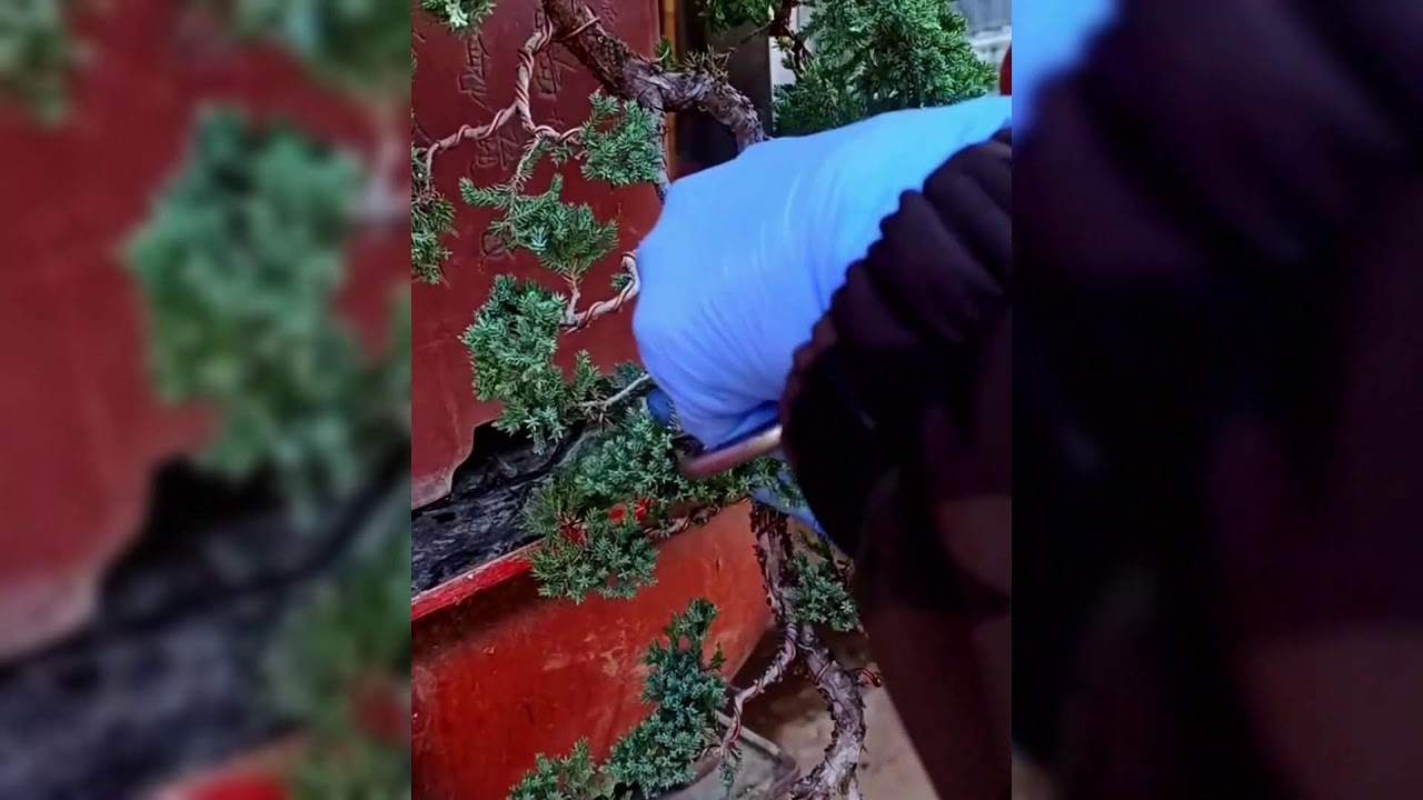 INGENIOUS HACK! LOOSENING SOIL AROUND PAGODA MUSTARD WITH FORK TOOL