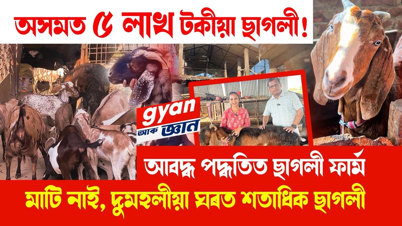 অসমত ৫ লাখ টকীয়া ছাগলী: আবদ্ধ পদ্ধতিত ছাগলী ফাৰ্ম