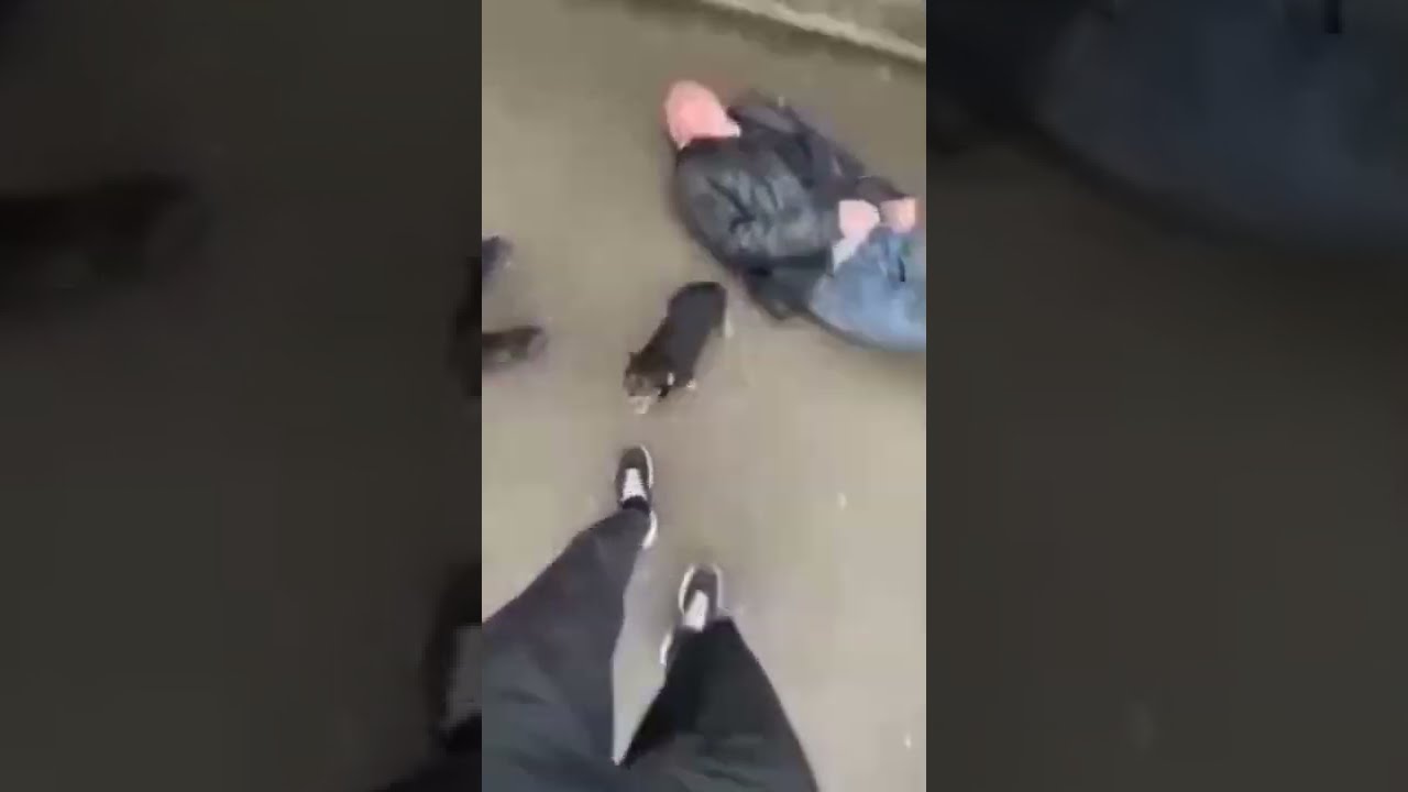 Animal devotion, the dog guards the drunk owner