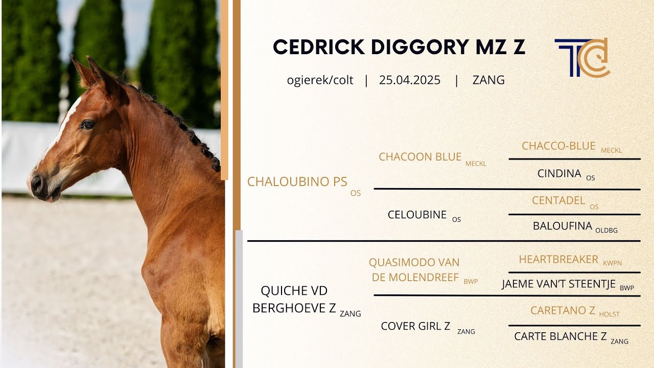 Lot no 13 Cedrick Diggory MZ Z (Chaloubino PS x Quasimodo van de Molendreef)
