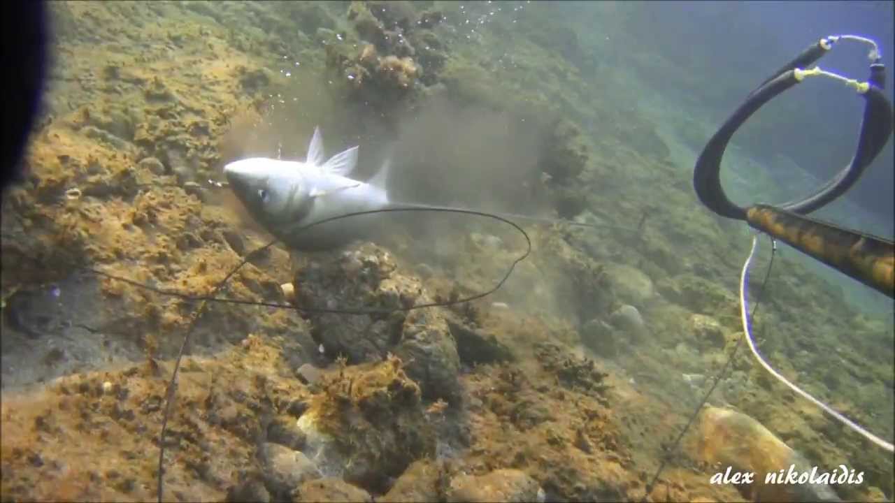 Dicentrarchus labrax & Dentex dentex ( &Lambda;&alpha;&upsilon;&rho;ά&kappa;&iota; & &Sigma;&upsilon;&nu;&alpha;&gamma;&rho;ί&delta;&alpha;)