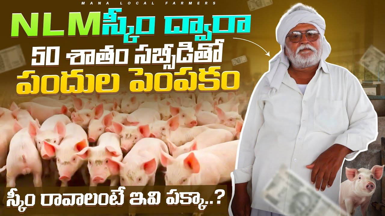 NLM Scheme A to Z information  | NLM స్కీం ద్వారా పందుల పెంప‌కం 🐖 #nlmscheme #pigfarmingbusiness