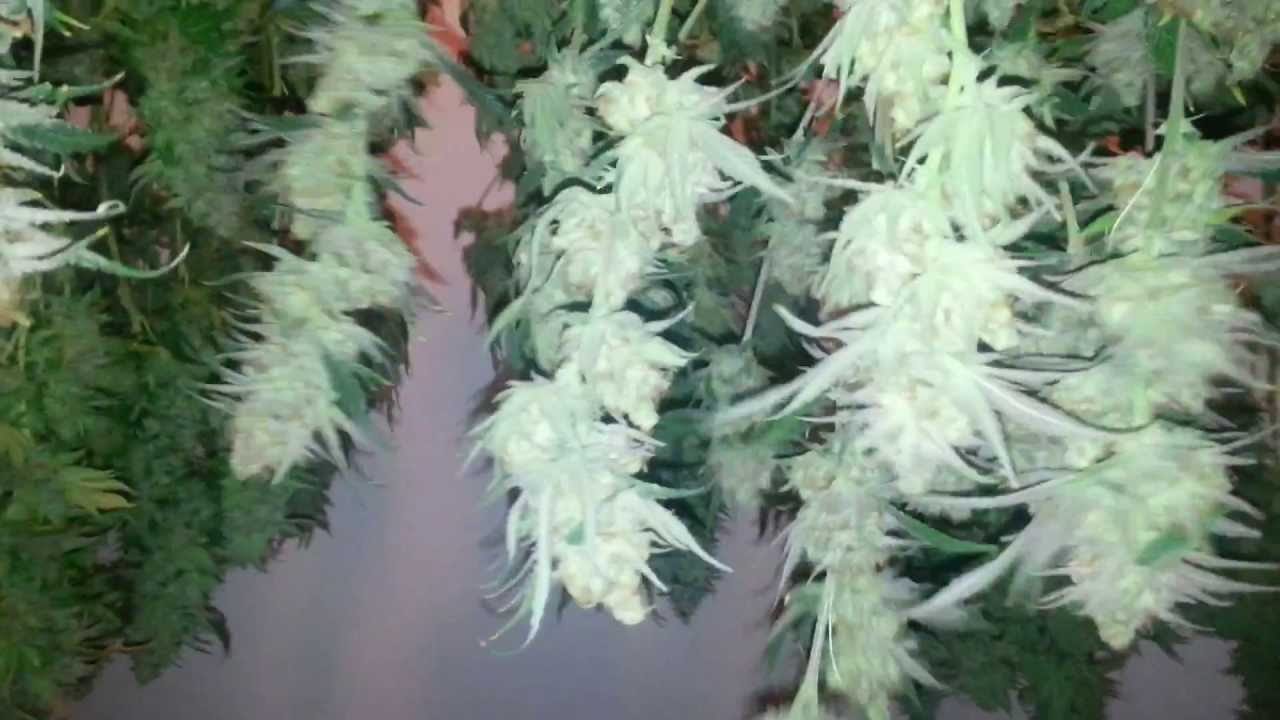 The 4K Jungle Harvest
